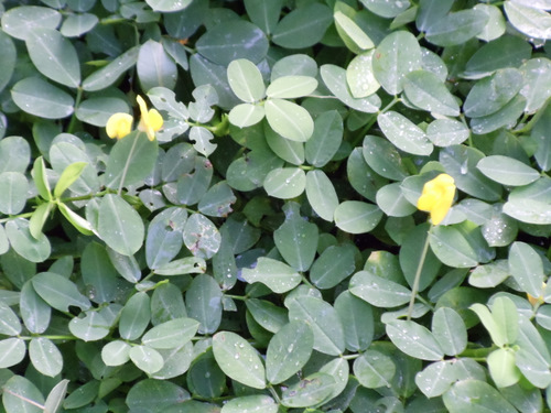 Native Flowering Shrub.